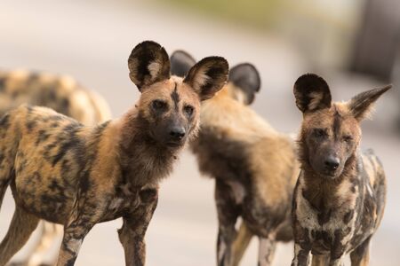 African wild dog in the wilderness of Africa, painted wolfの写真素材