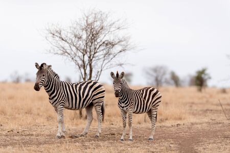 Zebra in the wilderness of Africaの写真素材