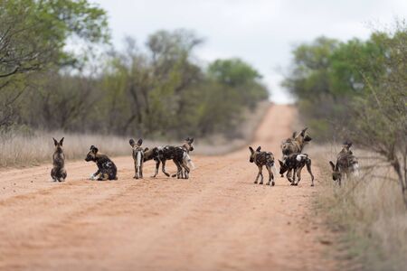 African wild dog in the wilderness of Africa, painted wolfの写真素材