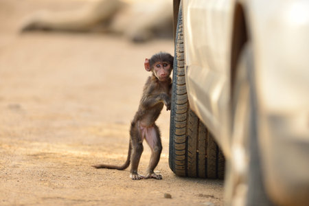 Baby baboon by the car tireの写真素材