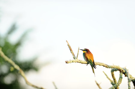 Bee eater bird in the wildernessの写真素材