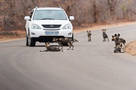 African wild dog in the wilderness of Africa, painted wolfのeditorial素材