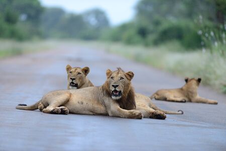 Lion family in the wilderness of Africaの写真素材