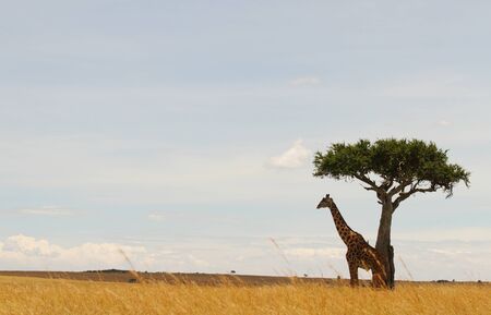 Giraffe in the wilderness of Africaの写真素材