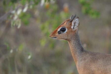 Dik Dik in the wilderness of Africaの写真素材