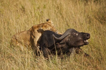 Lion hunt buffalo in the wilderness of Africaの写真素材