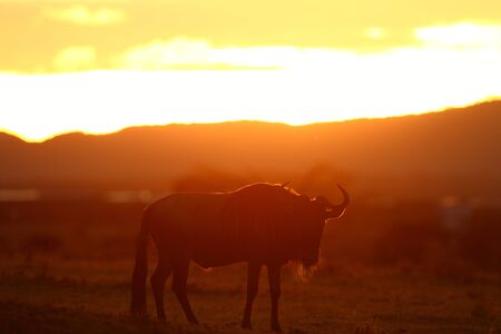 Wildebeest in the wilderness of Africaの写真素材