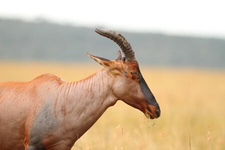 Hartebeest in the wilderness of Africaの写真素材