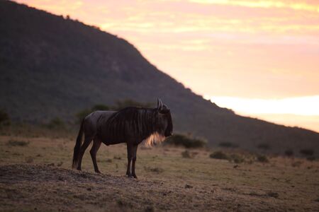 Wildebeest in the wilderness of Africaの写真素材
