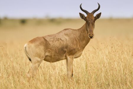 Hartebeest in the wilderness of Africaの写真素材