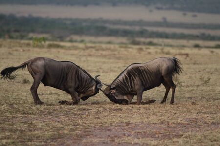 Wildebeest in the wilderness of Africaの写真素材