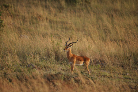 Impala in the wilderness of Africaの写真素材