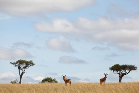 Hartebeest in the wilderness of Africaの写真素材
