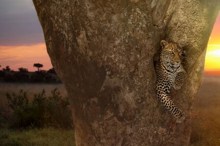 Leopard on tree in the wilderness of Africaの写真素材