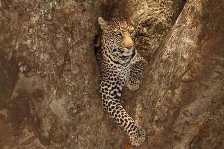 Leopard on tree in the wilderness of Africaの写真素材