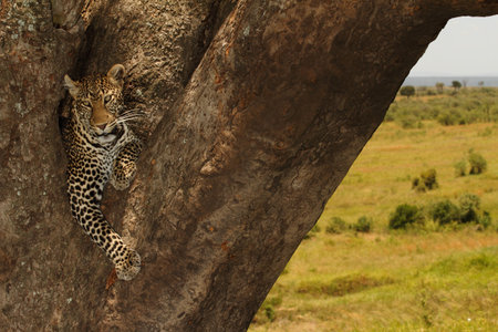 Leopard on tree in the wilderness of Africaの写真素材