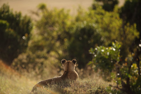 Lion cub in the wilderness of Africaの写真素材
