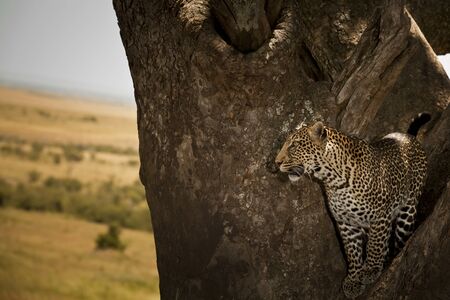 Leopard on tree in the wilderness of Africaの写真素材