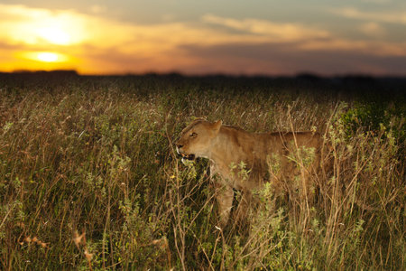 Female lion in the wilderness of Africaの写真素材