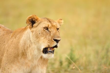 Female lion in the wilderness of Africaの写真素材