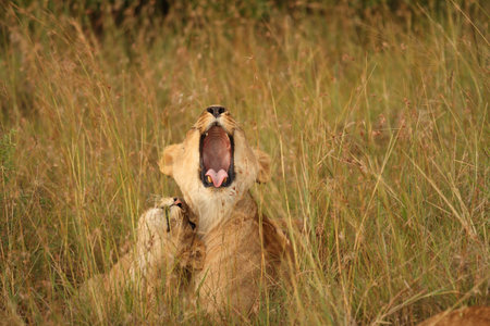 Female lion in the wilderness of Africaの写真素材
