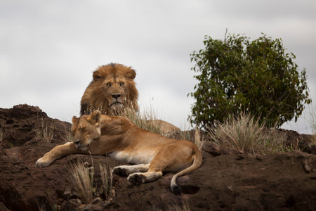 Male lion in the wilderness of Africa