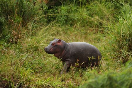 Baby hippo in the wilderness of Africaの写真素材