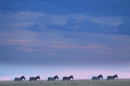 Zebras in the wilderness of Africaの写真素材