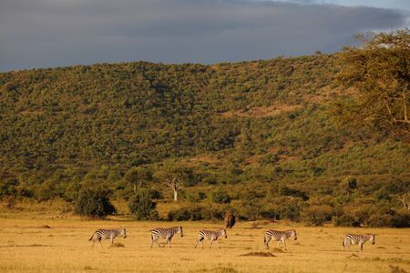 Zebras in the wilderness of Africaの写真素材