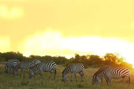 Zebras in the wilderness of Africaの写真素材