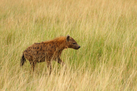 Hyena in the wilderness of Africaの写真素材