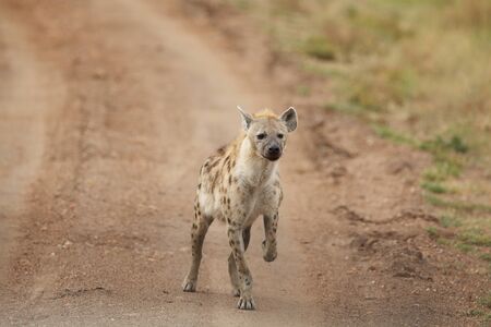Hyena in the wilderness of Africaの写真素材