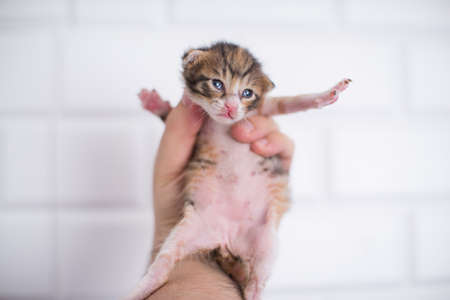 holding 1 week old baby kitten in the hand on white backgroundの写真素材