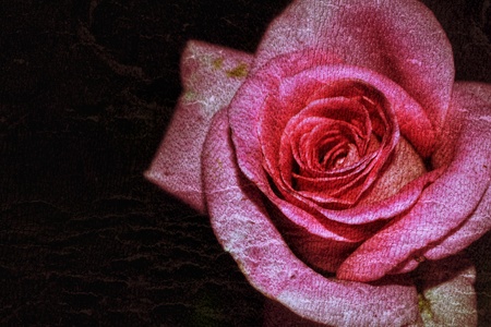 Pink rose with dark background.の写真素材