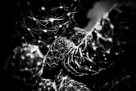cactus with black background.の写真素材