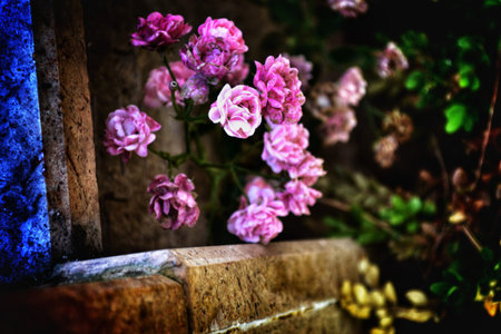 Pink flower with blur background.の写真素材