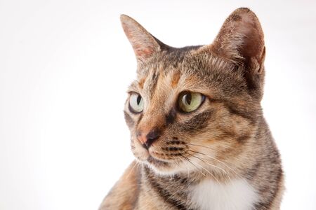 Lovely Catの写真素材