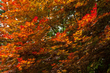 Autumn