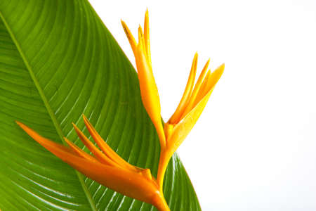 Thai yellow flowerの写真素材