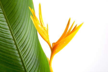 Thai yellow flowerの写真素材