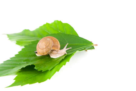 snail on green leaf white backgroundの写真素材