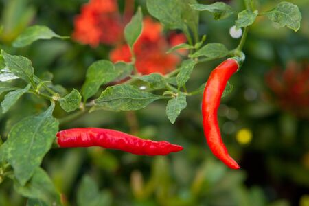 Fresh red chillies growing in the vegetable gardenの写真素材