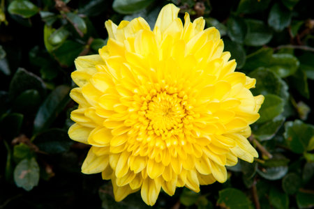 marigold flowers
