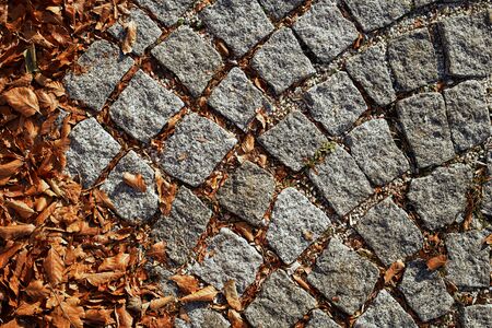 Leaves on the floorの写真素材