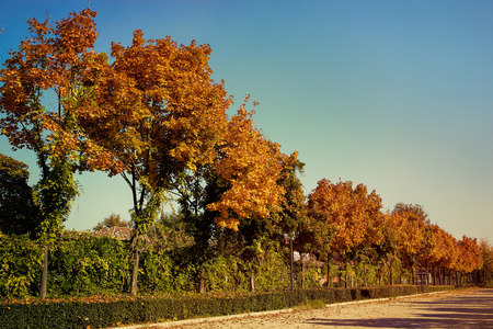 perspective trees in autumnの写真素材