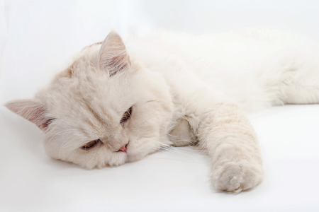Persian cat,sitting in front の写真素材
