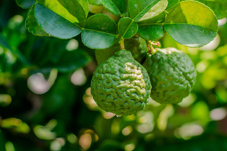 Bergamot on Tree