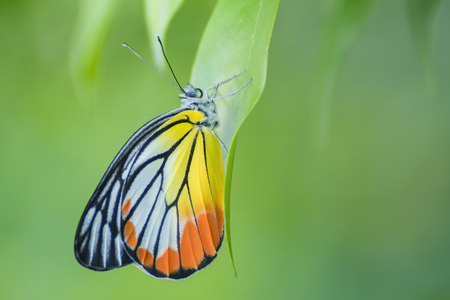 Blue butterfly fly in morning nature の写真素材