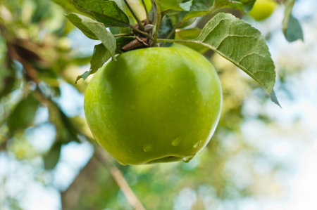green apple hanging on a branch in a garden