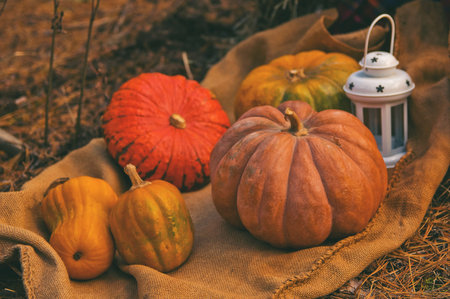 Autumn harvest of pumpkins arranged on a canvasのeditorial素材